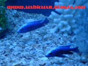 سیچلاید بلو الکتریک