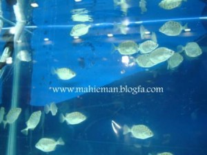 آکواریوم ماهی دیسکس