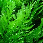 سرخس آبی آفریقایی (African Water Fern)