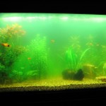 جلبک سبز کننده ی آب (Algea Bloom)