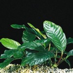 گیاه کافه فولیا (Anubias coffeefolia)