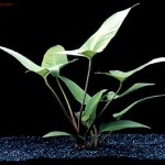 گیاه هتروفیلا ( Anubias hastifolia)