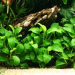 گیاه آنوبیاس نانا (Anubias nana)