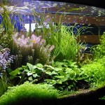 تزئین و چیدمان آکواریوم (Aquarium Decor)