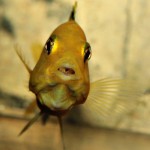 سیچلایدهای آفریقایی دریاچه مالاوی (Cichlid)