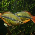 ماهی رنگین کمانی تبرا (Axelrodi (Lake Tebera) Rainbow)