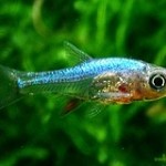 رازبورای درخشان (Axelrod’s Rasbora)