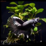 ماهی فایتر(Betta Splendens)