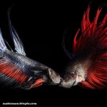 تصاویری از ماهی فایتر (Betta Fish Pictures)