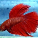 ماهی فایتر ( Betta Fish )
