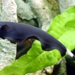 بلک گوست (Black Ghost)