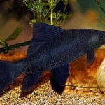 شارک سیاه (Black Shark)