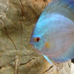 دیسکس الماس آبی (Blue Diamond Discus)