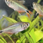 تترای بوینس آیرس (Buenos Aires Tetra)