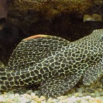 کت فیش(Algae Eaters)