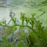 گیاه پر دریایی (Caulerpa)