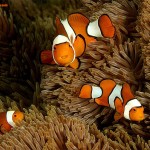 دلقک ماهی(Anemone Fish)