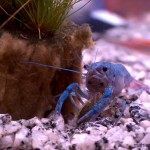 خرچنگ لاجوردی (Cobalt Blue Lobster)