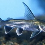 شارک کلمبیایی (Columbian Shark)