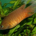 گورامی دم شانه ای (Combtail Gourami)