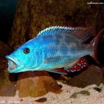 سیچلاید چشم گازگیر (Compressiceps)