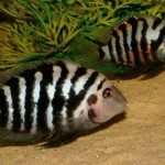 سیچلاید گورخری (Convict Cichlid)