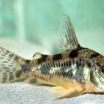 ماهی کریدوراس ( Corycat Fish )