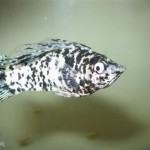 مولی دالماسی (Dalmatian Molly)