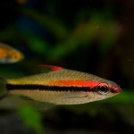 رد لاین (Denison’s Barb)