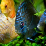 ماهی دیسکس(Symphysodon Discus)
