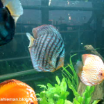 فیلم آکواریوم دیسکس (Discus Aquarium)