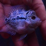 فلاور باکس (Dwarf Flowerhorn)