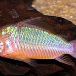 کریدوراس سبز (Emerald Green Cory Cat)