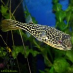فاهاکا پوفر (Fahaka Puffer)