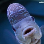 تصاویری از ماهی فلاورهورن (Flowerhorn photo gallery)