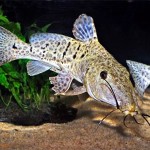 گربه ماهی دماغ زرافه ای (Giraffe Nosed Catfish)