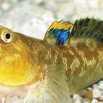 گاو ماهی (Bumblebee Goby)