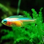 تترای نئون طلائی (Gold Neon Tetra)