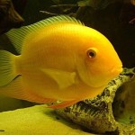 سورم طلائی (Gold Severum)