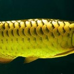 آروانای طلائی (Golden Arowana)