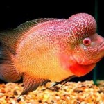 فلاورهورن گلدن مانکی (Golden Monkey Flowerhorn)