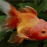 ماهی گلدفیش (Goldfish Varieties)