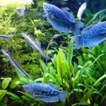 ماهی گورامی(Gourami)