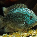 سیچلاید تگزاس سبز (Green Texas Cichlid)