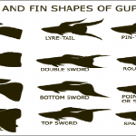نژادهای ماهی گوپی (Guppy Varieties)