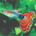 تصاویری از ماهی گوپی (Guppy Fish Pictures)