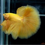 فایتر ماه نیمه (Half Moon Betta)