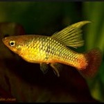 ماهی پلاتی (Platy Fish)