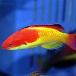 راس پری روپوش دار (Hooded Fairy Wrasse)