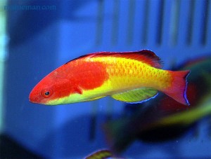 Hooded Fairy Wrasse راس پری روپوش دار